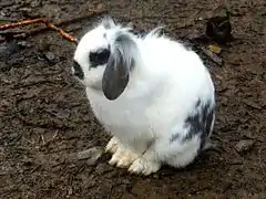 Lapine bélier