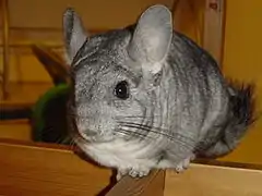 Chinchilla gris standard