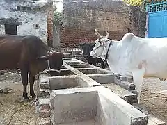 Vaches en Uttar Pradesh en 2013.