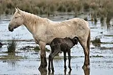 Cheval blanc avec poulain dans un marais