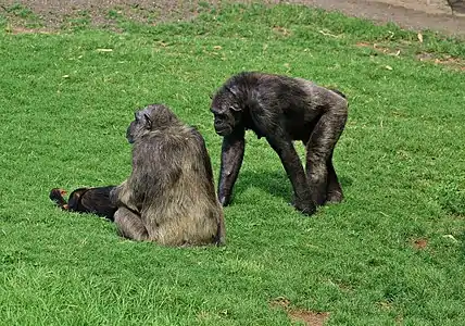 Pan troglodytes (Chimpanzé commun).