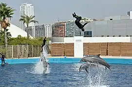 Spectacle de grands dauphins