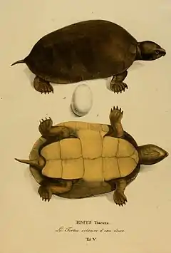 Description de l'image Animalia nova sive species novae testudinum et ranarum BHL2948537.jpg.