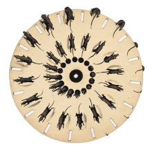 Disque de phénakistiscope animé (16 sections, intervalle de temps 0,10 s) - Rats fuyants, Fantascope de Thomas Mann Baynes (en), 1833. Fabriqué à Londres (Grande-Bretagne) en 1833. Fabricant : Rodolphe Ackermann. Diamètre : 25,7 cm (10,1 in).