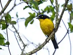 Description de l'image Anisognathus melanogenys - Black-cheeked Mountain-Tanager.jpg.