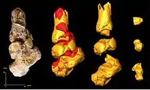 Cheville d'Australopithecus sediba.