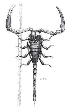 Description de l'image Annale van die Suid-Afrikaanse Museum (18229004968), figuur 2.jpg.