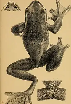 Description de l'image Annali del Museo civico di storia naturale di Genova (1893) (17790290153).jpg.