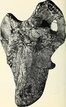 Crâne d’Anteosaurus magnificus (SAM-PK-11293). Ce spécimen était l’holotype d’Anteosaurus major. Il s’agit de l’un des plus grands crânes d’Anteosaurus magnificus avec une longueur de plus de 80 cm. Le crâne est écrasé dorsoventralement et le museau n’a pas été conservé. Il est ici reconstitué avec du plâtre, de sorte que la taille exacte de ce crâne reste incertaine. Ce spécimen fut découvert à Boesmansrivier, près de Beaufort West dans la province du Cap-Occidental.