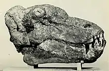 Crâne d’Anteosaurus magnificus (SAM-PK-9329) à bosse frontale et bosses postfrontales massives. Il possède également une bosse jugale très développée. Ce spécimen de 67,5 cm de long fut successivement attribué aux espèces Anteosaurus abeli et Anteosaurus acutirostris (dont il constituait l'holotype). Ce spécimen fut découvert à Kruisvlei, près de Beaufort West dans la province du Cap-Occidental.