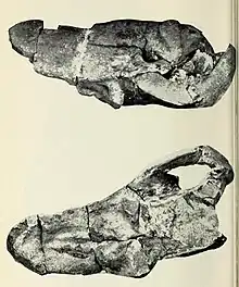 Crâne d’Anteosaurus magnificus (SAM-PK-11694). Ce spécimen à la pachyostose peu marquée mesure 56,5 cm de long. Anciennement l'holotype d’Anteosaurus cruentus. Il fut découvert à Koringplaas, près de Laingsburg dans la province du Cap-Occidental.
