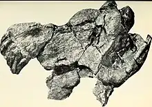 Crâne d’Anteosaurus magnificus (SAM-PK-4340), autrefois classé dans l’espèce Anteosaurus abeli. Chez cet individu, dont le crâne mesure 68 cm, la bosse frontale et les bosses postfrontales sont très développées.