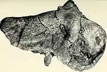 Crâne d’Anteosaurus magnificus (SAM-PK-11577) en vue latéro-dorsale. Ce grand crâne de 74 cm de long présente une très faible bosse frontale et de très grandes fosses temporales. Il était autrefois attribué à l’espèce Anteosaurus vorsteri. Ce spécimen fut découvert à Bulwater, près de Beaufort West dans la province du Cap-Occidental.