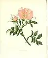 Rosier des Chiens par Anne Pratt, extrait de l'ouvrage Wild Flowers (1852)