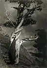 Dying cedar (1909) - Publié par Camera Work en 1909