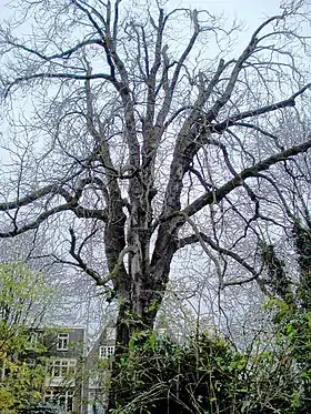 Arbre d'Anne Frank.