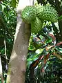 Annona muricata, fruits