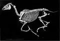 Squelette de cheval domestique au galop