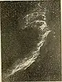 Image de George Willis Ritchey de ce qu'il appelait la Grande Nébuleuse du Cygne (dans les temps modernes, la Nébuleuse du Voile) ; prise avec le télescope réflecteur de deux pieds avec une exposition de 3 heures à l'Observatoire Yerkes en 1901.