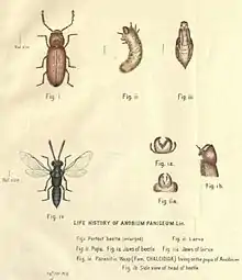 Dessins de Stegobium paniceum à différents stades de développement et sa guêpe parasite (en bas, à gauche).