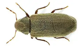 Anobium punctatum