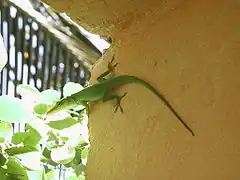 Description de l'image Anolis_Kuba_20020326.JPG.