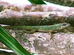 Description de l'image Anolis aeneus on tree branch.jpg.