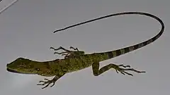 Description de l'image Anolis anoriensis.jpg.