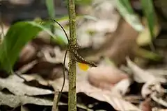 Description de l'image Anolis apletophallus.jpg.