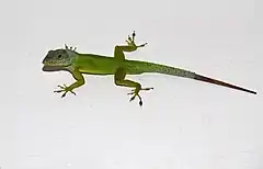 Description de l'image Anolis bimaculatus in St.Kitts.jpg.