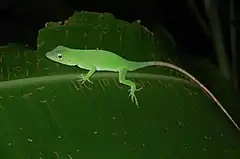 Description de l'image Anolis biporcatus, Costa Rica.JPG.