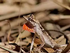 Description de l'image Anolis chrysolepis.jpg.