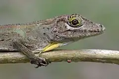 Description de l'image Anolis cuvieri — Geoff Gallice 002.jpg.