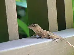 Description de l'image Anolis cybotes on deck of house.jpg.