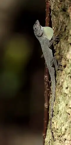 Description de l'image Anolis distichus dewlap.jpg.