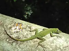 Description de l'image Anolis evermanni.jpg.