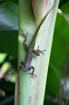 Description de l'image Anolis extremus-h03.jpg.