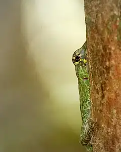 Description de l'image Anolis frenatus squirreling.jpg.