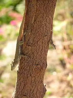 Description de l'image Anolis gingivinus on tree trunk.jpg.