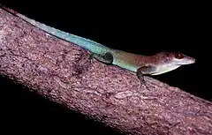 Description de l'image Anolis lividus on branch 2.jpg.