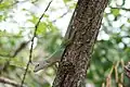 Anolis marmoratus girafus