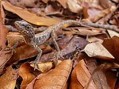 Description de l'image Anolis meridionalis.jpg.