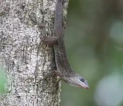 Description de l'image Anolis nelsoni GreatSwan.jpg.