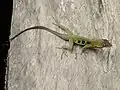 Anolis oculatus montanus