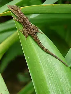 Description de l'image Anolis opalinus on leaf.jpeg.