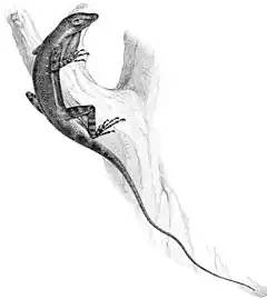 Description de l'image Anolis oxylophus.jpg.