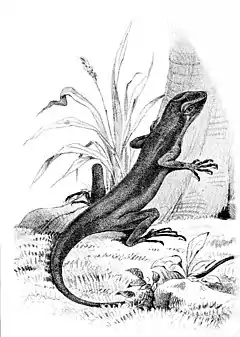 Description de l'image Anolis pachypus.jpg.