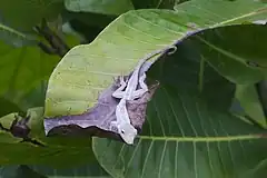 Description de l'image Anolis pentaprion.jpg.