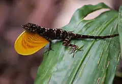 Anolis polylepis adulte, mâle