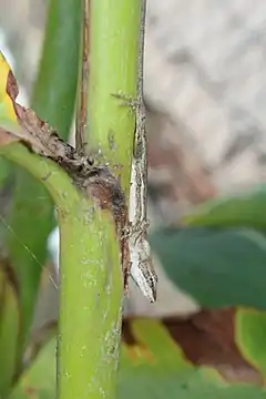 Description de l'image Anolis quercorum.jpg.